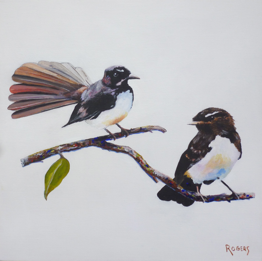 Willy Wagtails - Male and female